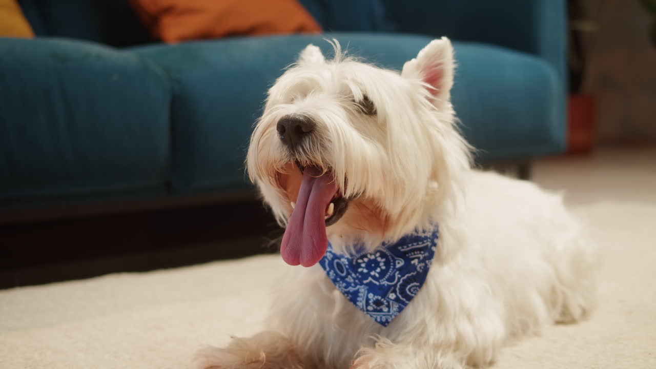 A white West Highland White Terrier dog with a blue bandana and its tongue out lying on the floor
