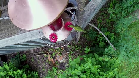 Close-up-view-of-a-humming-bird-feeding-on-sugar-water-from-a-feeder-while-hovering-in-slow-motion