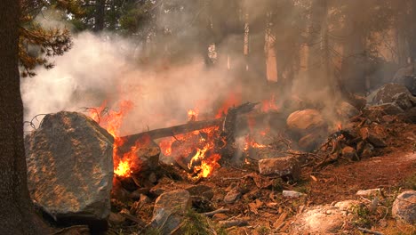 forest ground burning, uncontrolled wildfire in wildland vegetation - handheld view