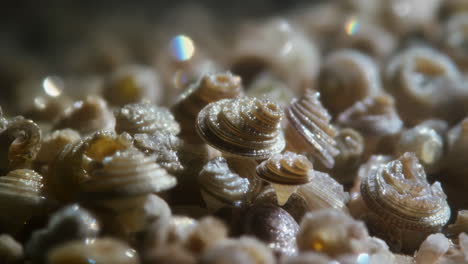 collection of small seashells