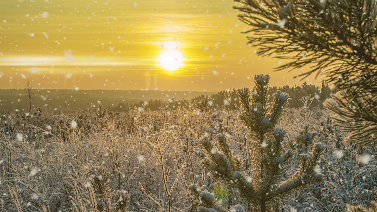 눈이 내리는 자연, 숲, 나무, 풍경, 빛, 은 겨울 날, 기분, 밝은 눈, 차가운 시간, 비디오 루프, 시네마그래프 비디오 루프