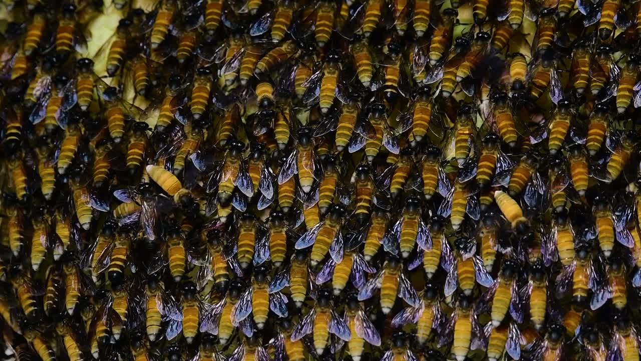 se sabe que las abejas melíferas gigantes construyen grandes colonias de nidos con bolsillos simétricos hechos de cera para almacenar miel como fuente de alimento.