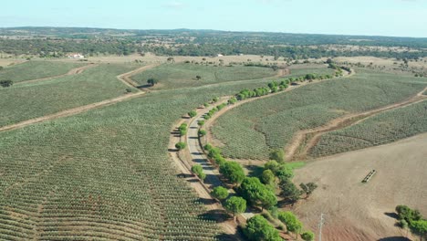 people on bicycles riding along a path in the middle of an olive tree plantation