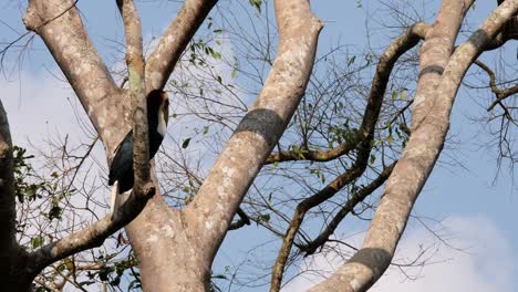 Moving its head from one side to another, a male Wreathed Hornbill Rhyticeros undulatus, is flipping its tail as it perches on a tree inside a forest in Thailand.