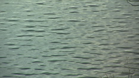 Rippling-linear-waves-on-lake-surface