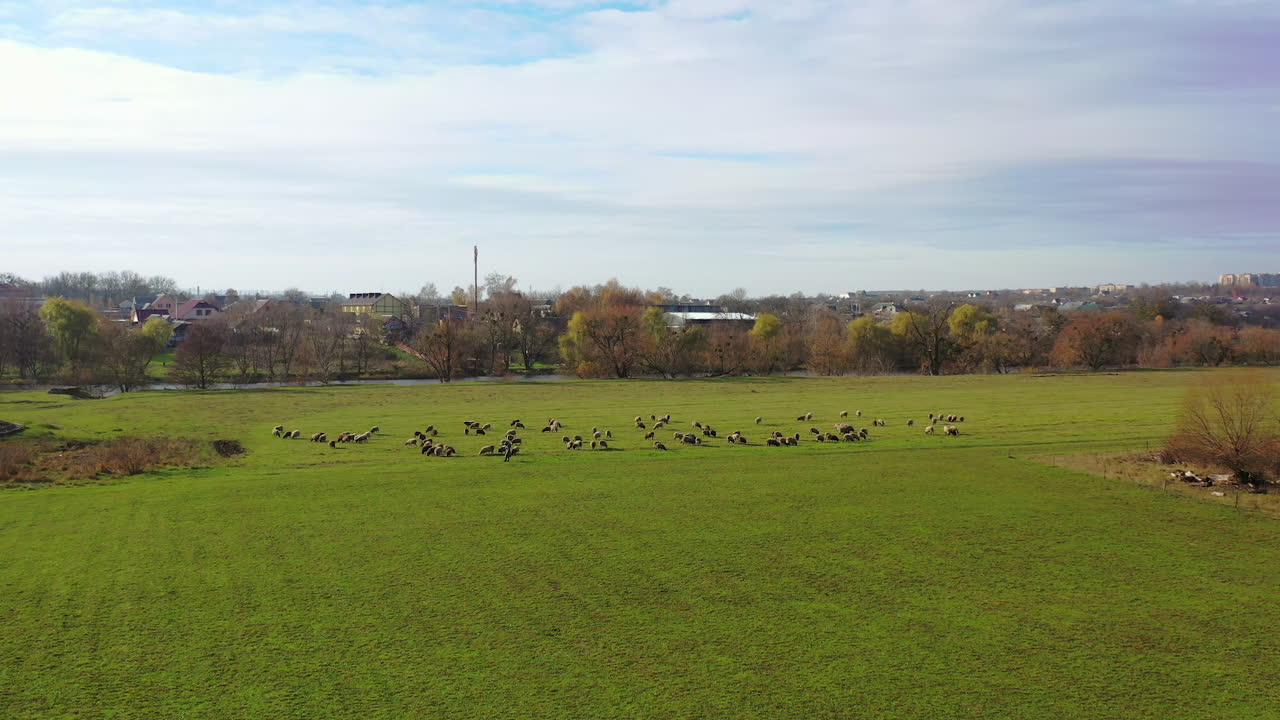 Sheeps on green pasture in village farm field countryside. Concept of livestock agriculture, environment, vegan activism, animal rights. Animal concept video.