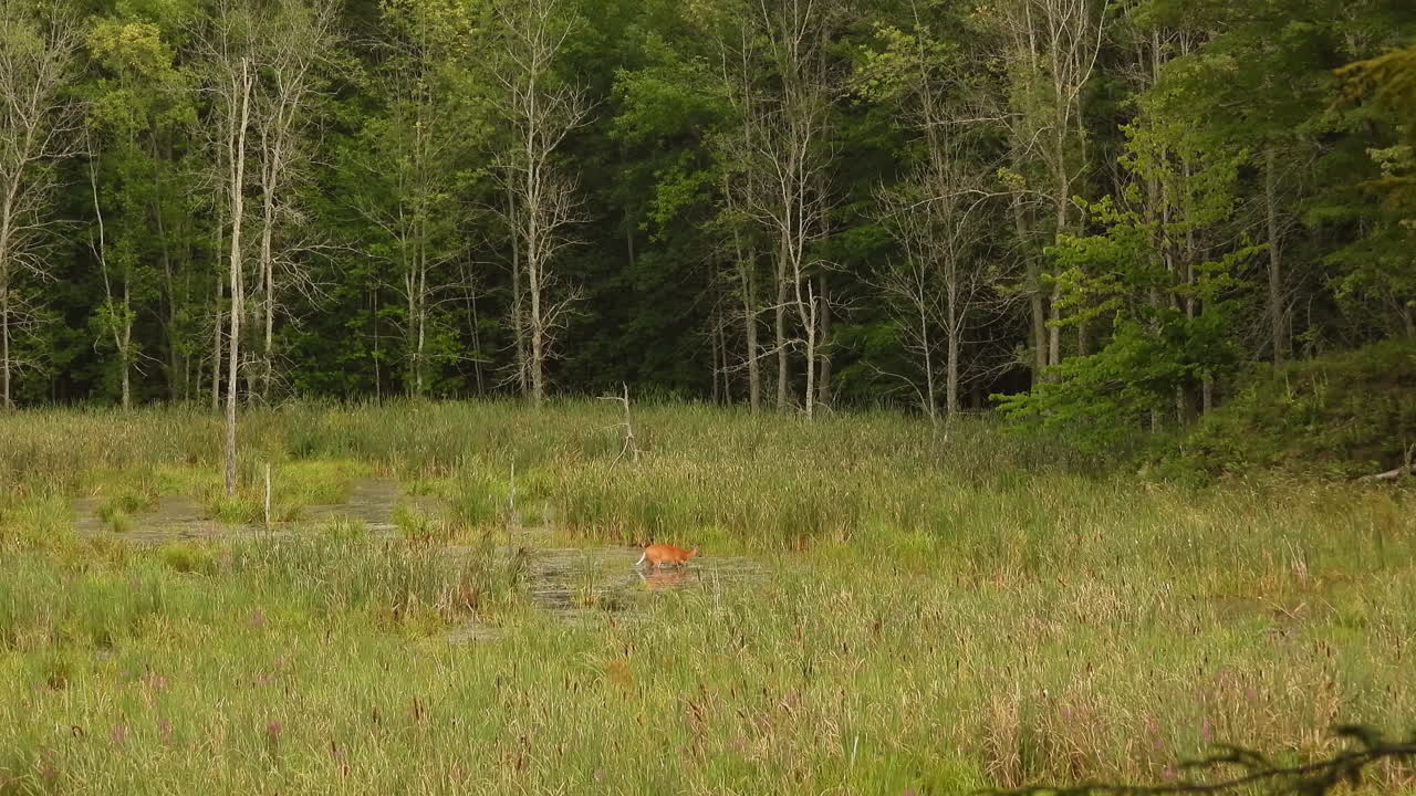 ciervo hembra forrajeando solo en humedales de hierba en el bosque