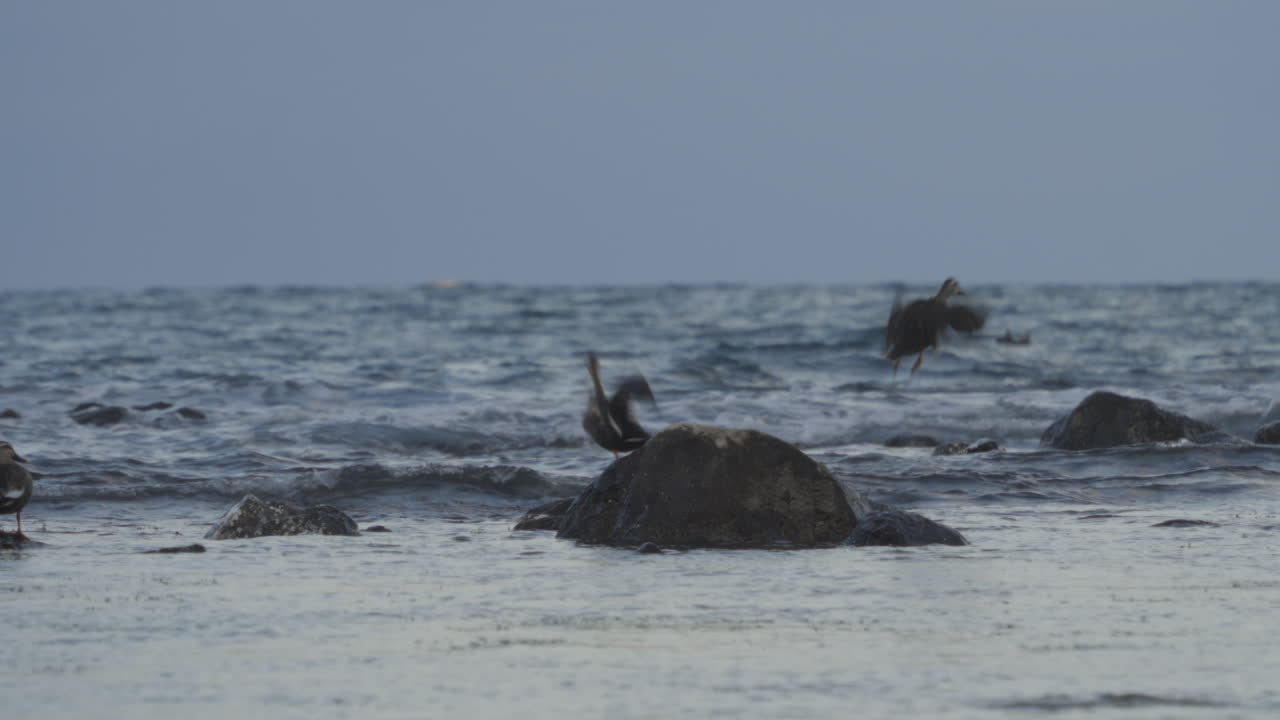 Ducks standing on a stone over the ocean and fly away, Amaharashi Coast, Japan