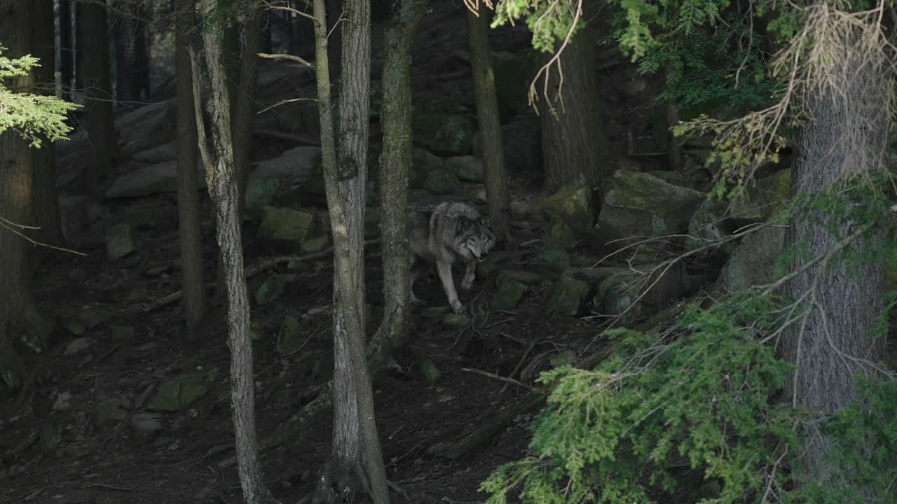 Wandering Gray Wolf In The Wilderness At Parc Omega In Quebec Canada