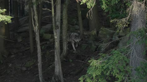 Wandernder-Grauer-Wolf-In-Der-Wildnis-Im-Parc-Omega-In-Quebec,-Kanada