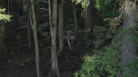 wandering gray wolf in the wilderness at parc omega in quebec canada