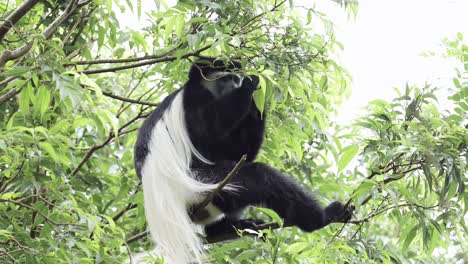 monkey feeding on leaves in forest trees in africa, black and white colobus monkeys eating a leaf in kilimanjaro national park in tanzania on an african wildlife and animals safari