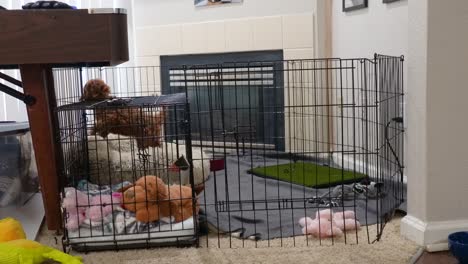 mini goldendoodle puppy at home alone trying to find her way out of the pen