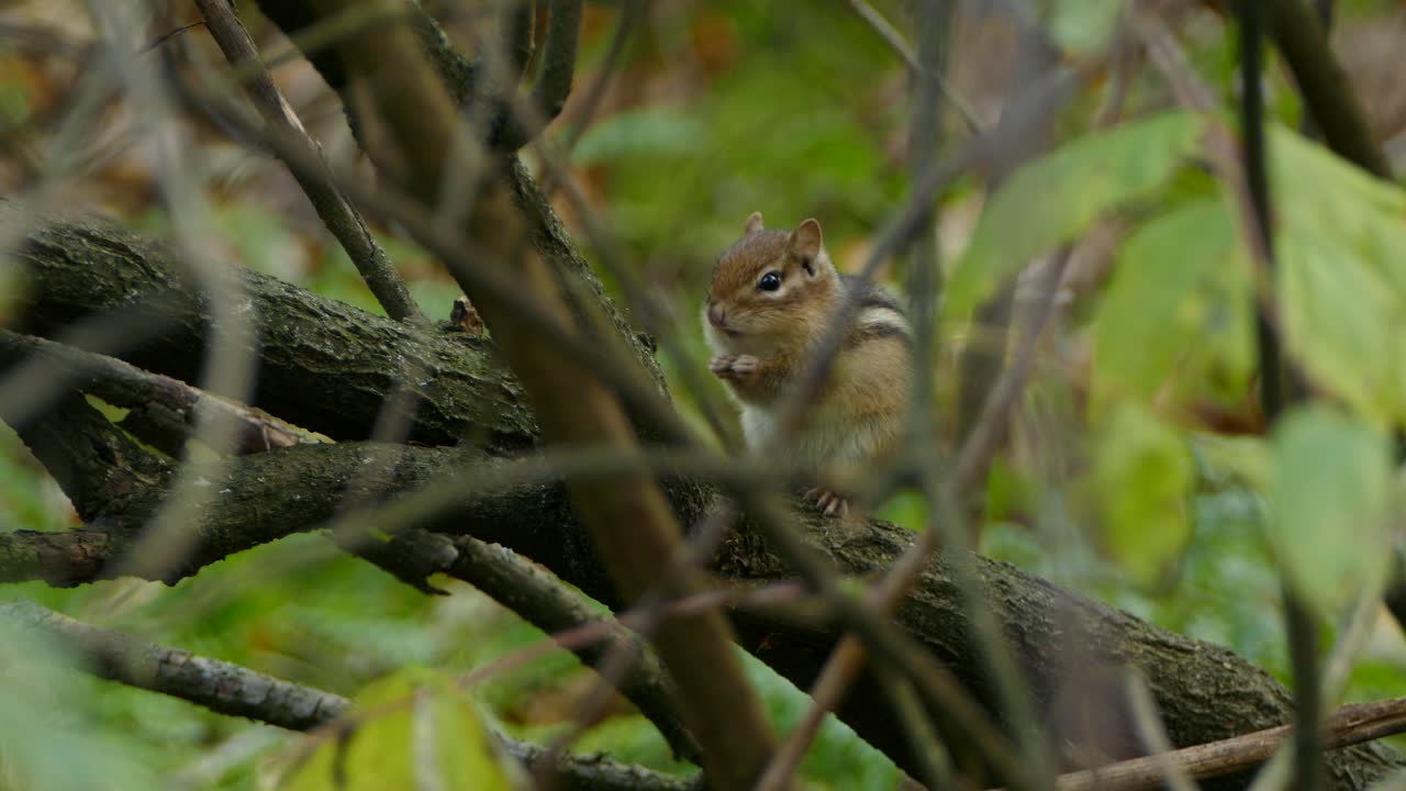 ardilla listada encaramada en una rama de árbol alimentándose de semillas en sus manos