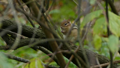 Chipmunk-perched-on-a-tree-branch-feeding-from-seeds-in-his-hands