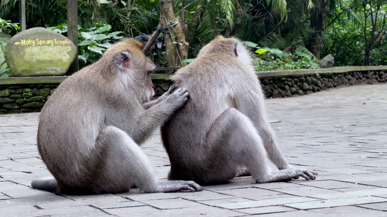 Monkeys grooming in a tropical forest
