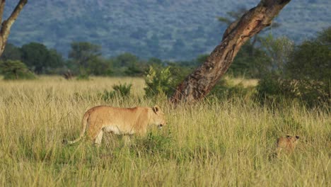 slow motion shot of protection of big 5 five lions, conservation of endangered animals in maasai mara national reserve, kenya, africa safari animals in masai mara north conservancy