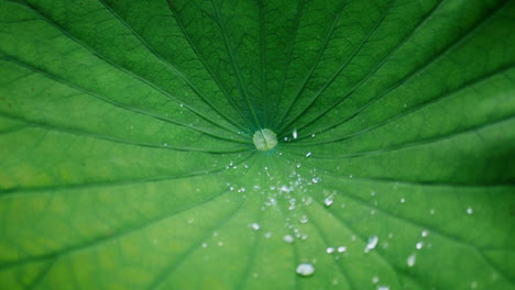 gotas de agua corriendo en la hoja de loto - primer plano - cámara lenta