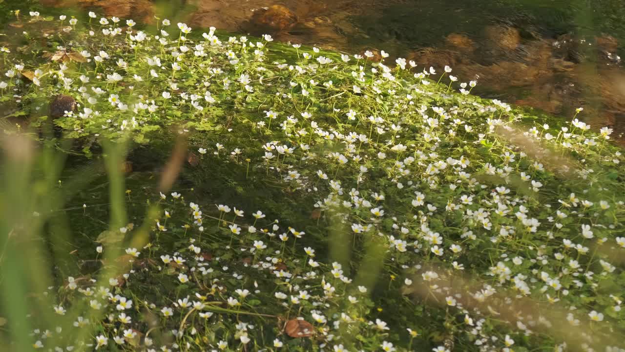 슬로우 모션 4k로 강물에 까마귀 발 강 식물의 평화로운 샷