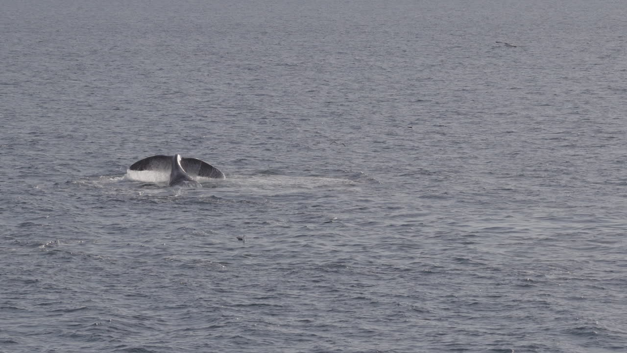 Aerial view of a mother and calf southern right whales swimming in turquoise waters near Puerto Madryn