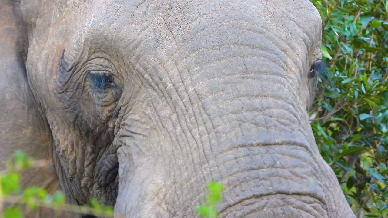 close-up of large wild female African elephant and her extremely long protective eyelashes