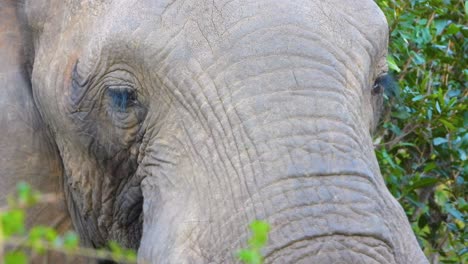 close-up of large wild female african elephant and her extremely long protective eyelashes