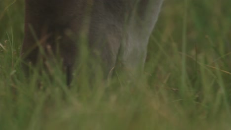 guanaco eating grass, and chewing