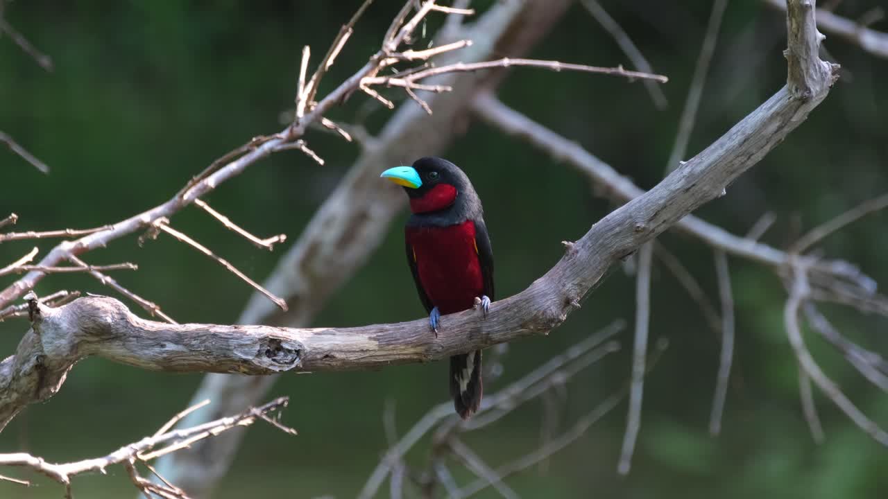 visto mirando hacia el frente mientras salta revelando su hermosa parte trasera y luego vuela hacia una rama, pico ancho negro y rojo, cymbirhynchus macrorhynchos, parque nacional kaeng krachan, tailandia