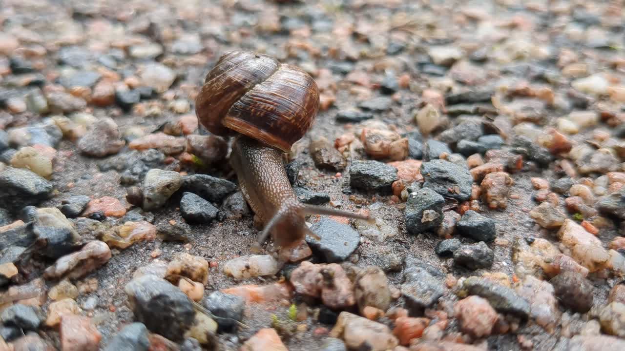 Land snail moving slowly across path after rain and moving tentacles, close up