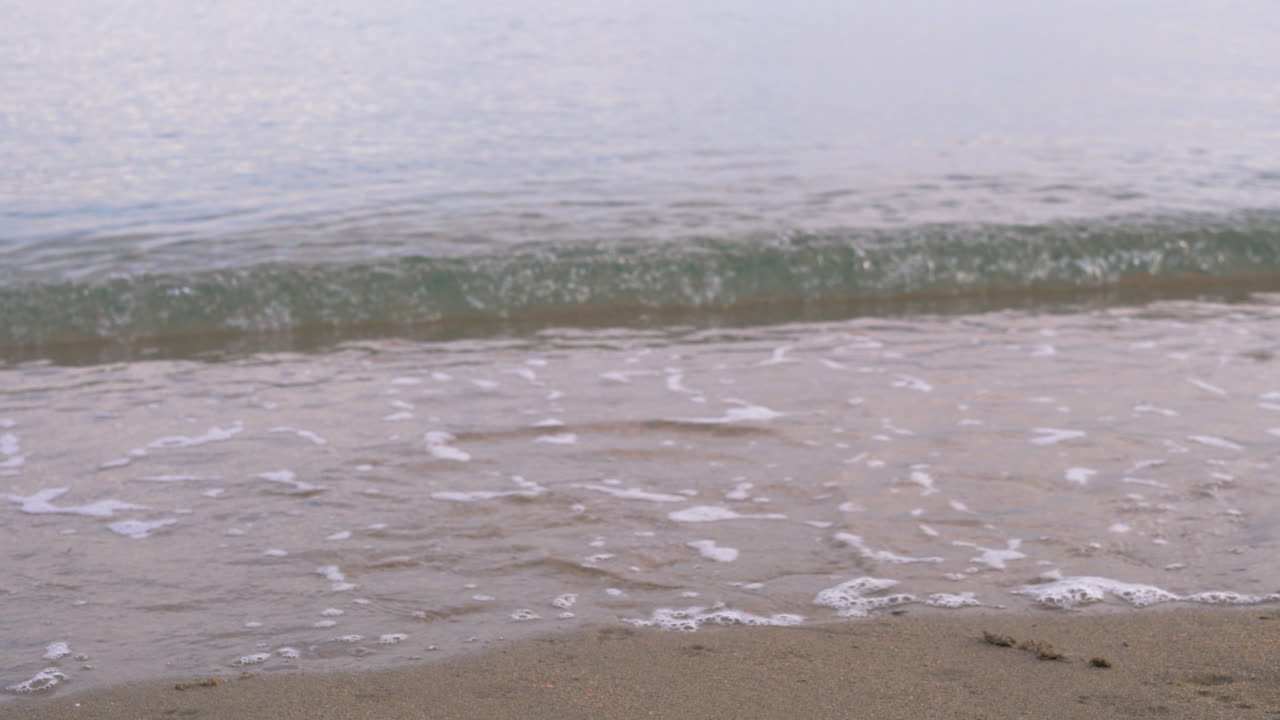 해변 에서 돌고 있는 바다 파도 와 함께 방랑 고양이 가 손바닥 을 히고 있다