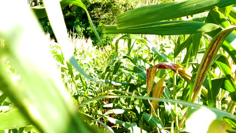 Walking-inside-the-cornfield,-slow-motion