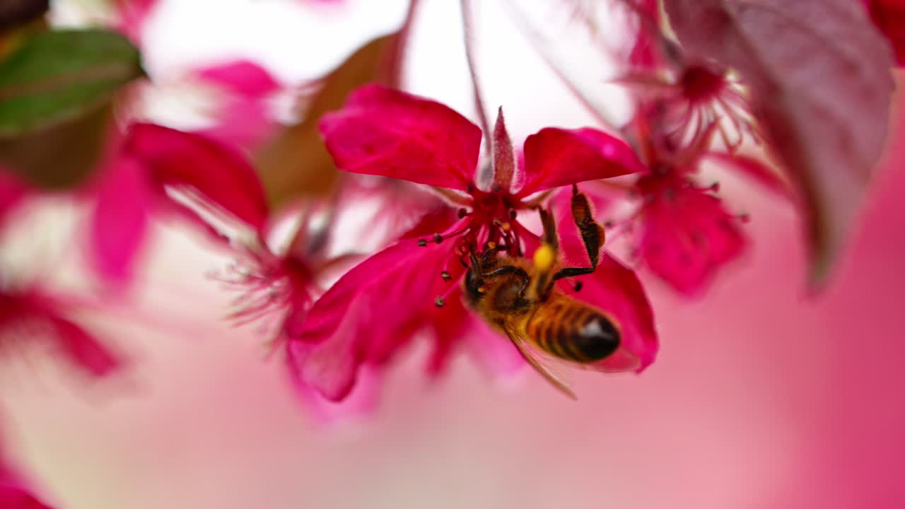 Honey bee gathers pollen on blooming apple tree flower in slow motion detail