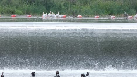 pelicans and cormorants look for fish near concrete river weir