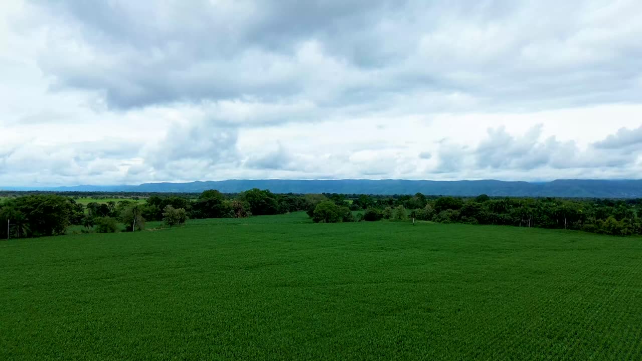 A wide cornfield spreads across the countryside, filling the air with the scent of fresh crops