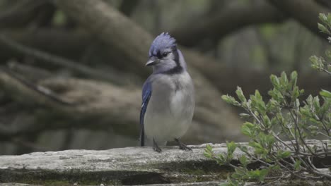 blue jay sitting on tree branch, looking around surroundings