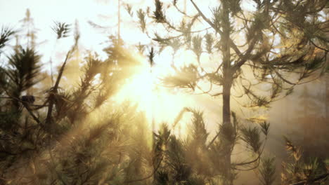 amanecer a través de los árboles en un bosque de niebla