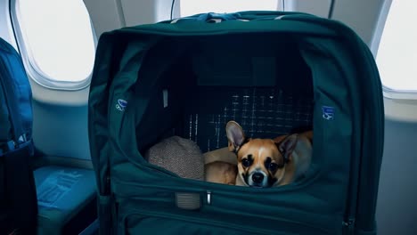 dog in a carrier on an airplane