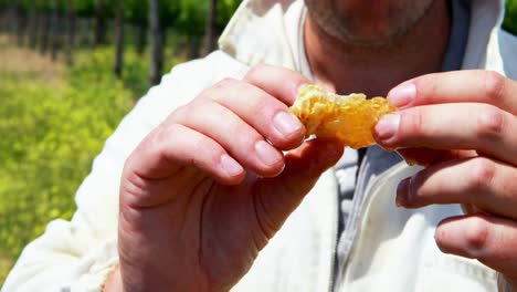 beekeeper examining the honeycomb