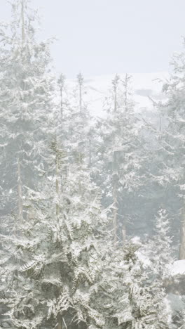 snowy forest in the mist