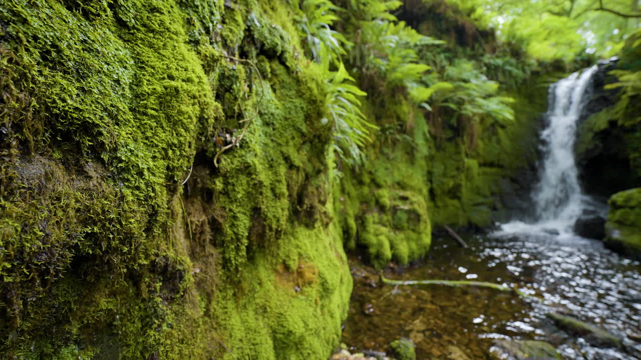 Moss-Covered Rocks and a Cascading Waterfall in a Lush Forest