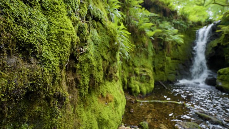 Rocce ricoperte di muschio e una cascata impetuosa in una foresta rigogliosa