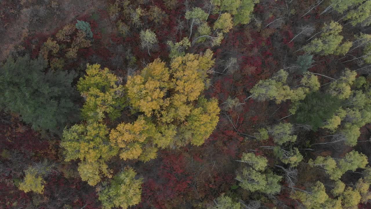 Riprese con drone dei colori autunnali in montagna