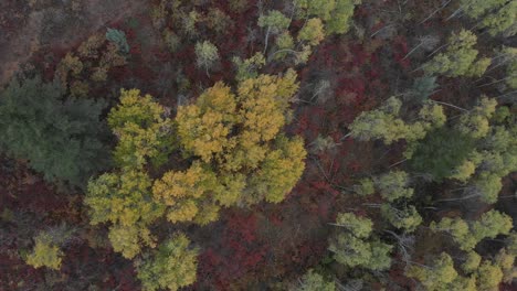 drone footage of fall colors in the mountains