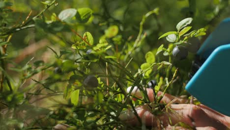 Beeren-Aufheben-Mit-Einer-Blauen-Plastikbox-4k-50-Fps,-Kann-Zeitlupe-Sein