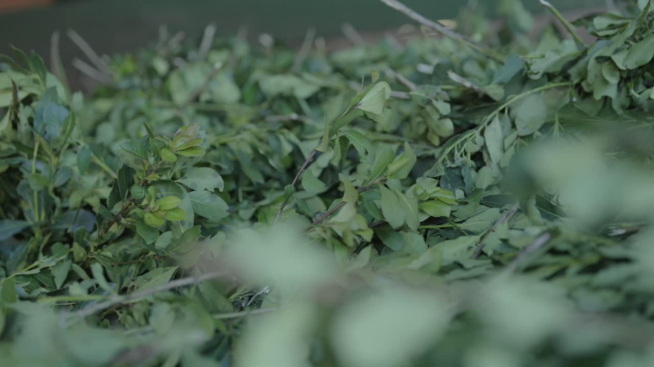 Ilex paraguariensis fresh branches and leaves appear during slow motion reveal shot, showcasing vibrant green textures and natural forms used for yerba mate traditional processing.