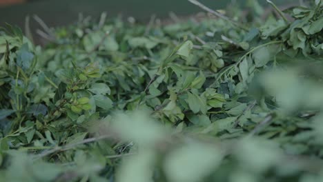 ilex paraguariensis fresh branches and leaves appear during slow motion reveal shot, showcasing vibrant green textures and natural forms used for yerba mate traditional processing.