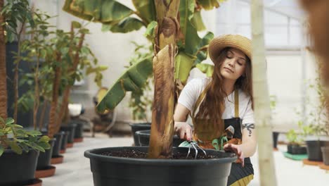 bella joven cuida un árbol tropical en una olla