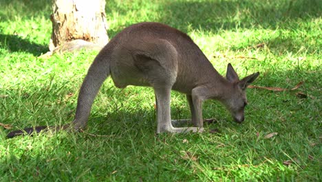 herbivorous eastern grey kangaroo, macropus giganteus spotted in the wild, grazing on green grass in open plain under beautiful sunlight, close up shot of a native australian wildlife species