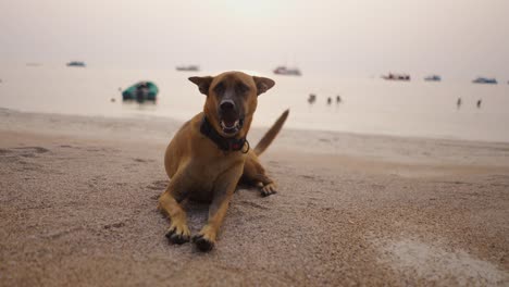 dog relaxing on a beach at sunset