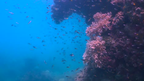 Fischschwarm,-Der-Auf-Einem-Lebhaften-Korallenriff-Schwimmt,-FullHD